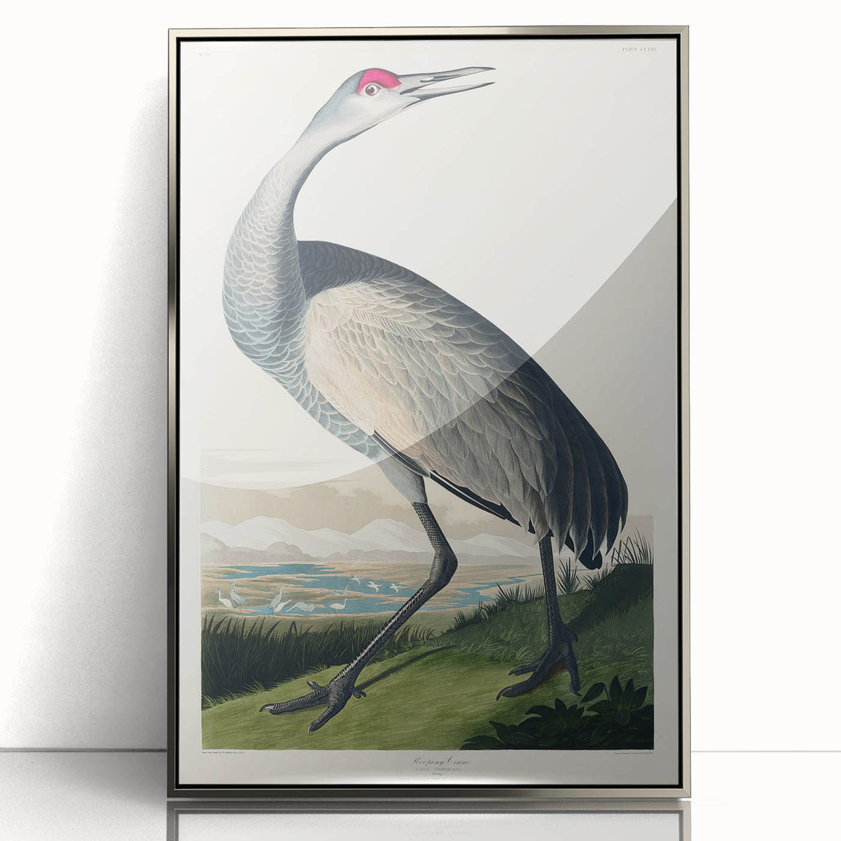 Famous Romantic Era Art - Hooping Crane Illustration Canvas Print