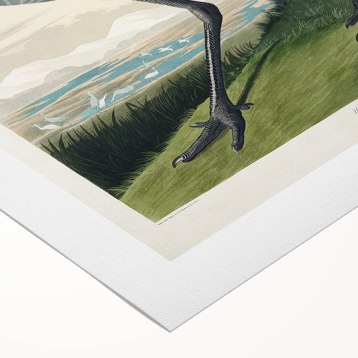 Famous Romantic Era Art - Hooping Crane Illustration Canvas Print