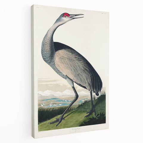 Famous Romantic Era Art - Hooping Crane Illustration Canvas Print