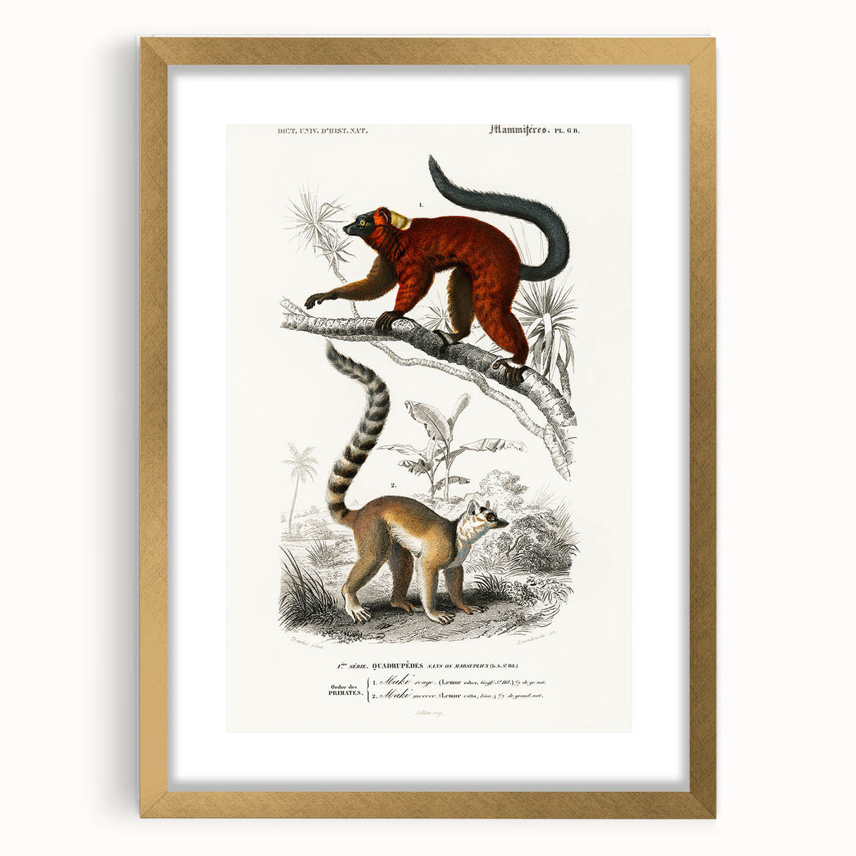 Classic Romantic Paintings: Lemurs - Historical Romanticism Canvas