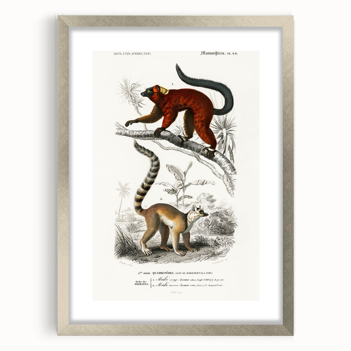 Classic Romantic Paintings: Lemurs - Historical Romanticism Canvas