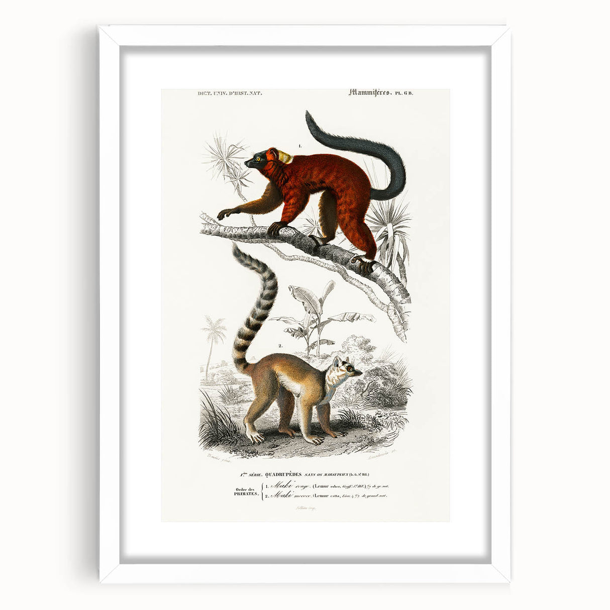 Classic Romantic Paintings: Lemurs - Historical Romanticism Canvas