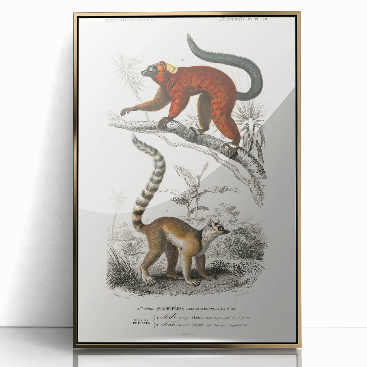 Classic Romantic Paintings: Lemurs - Historical Romanticism Canvas
