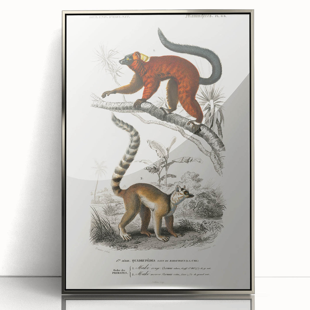 Classic Romantic Paintings: Lemurs - Historical Romanticism Canvas