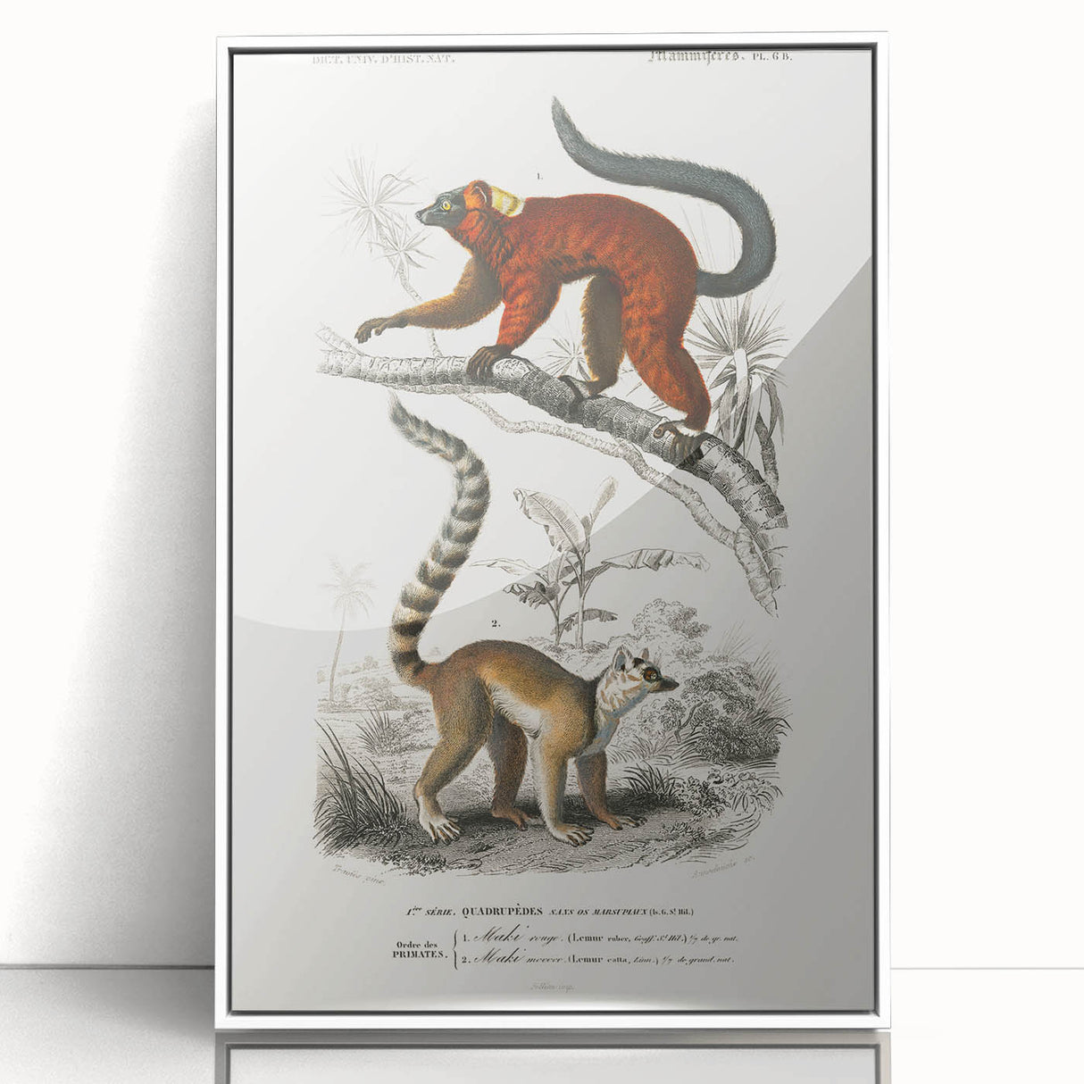 Classic Romantic Paintings: Lemurs - Historical Romanticism Canvas
