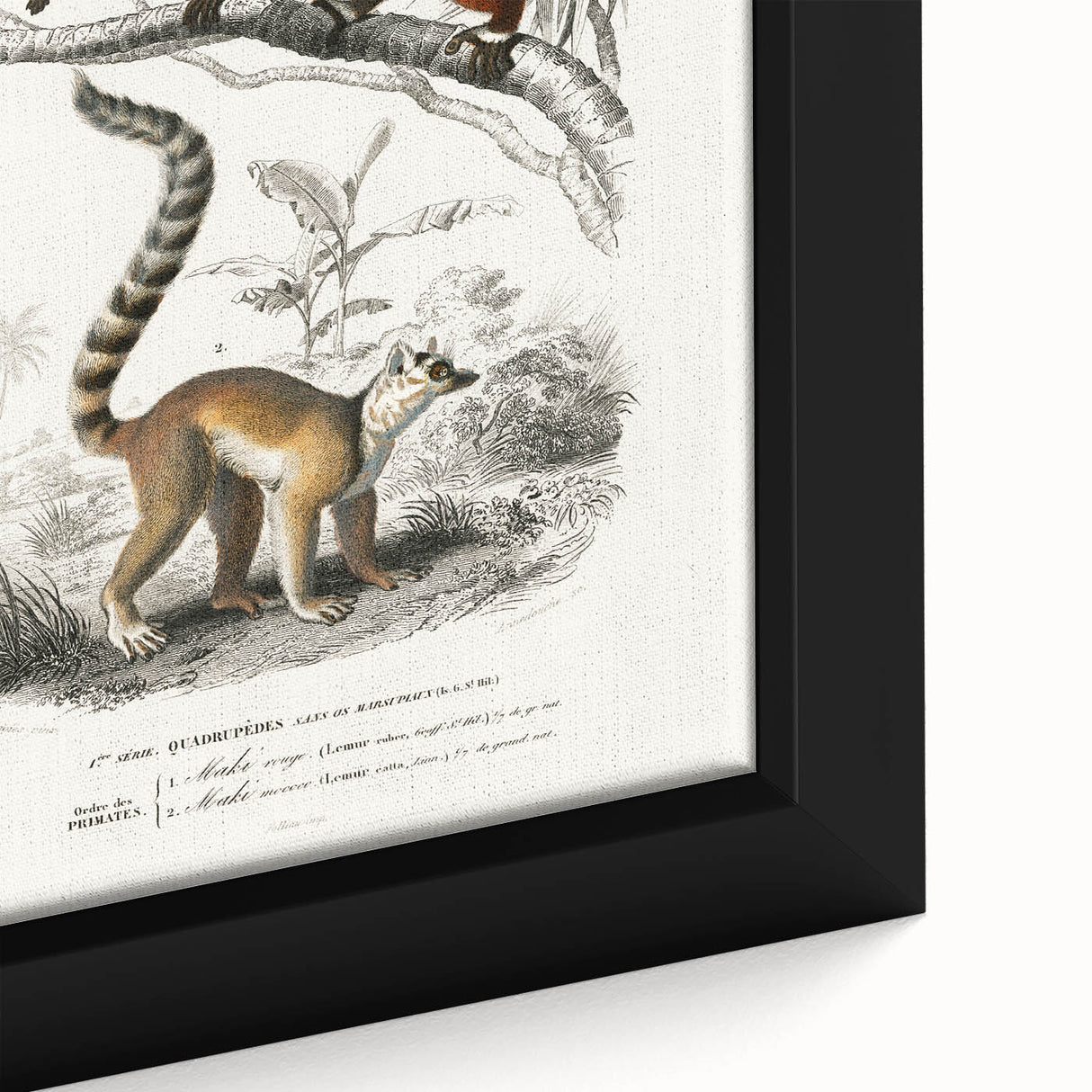 Classic Romantic Paintings: Lemurs - Historical Romanticism Canvas