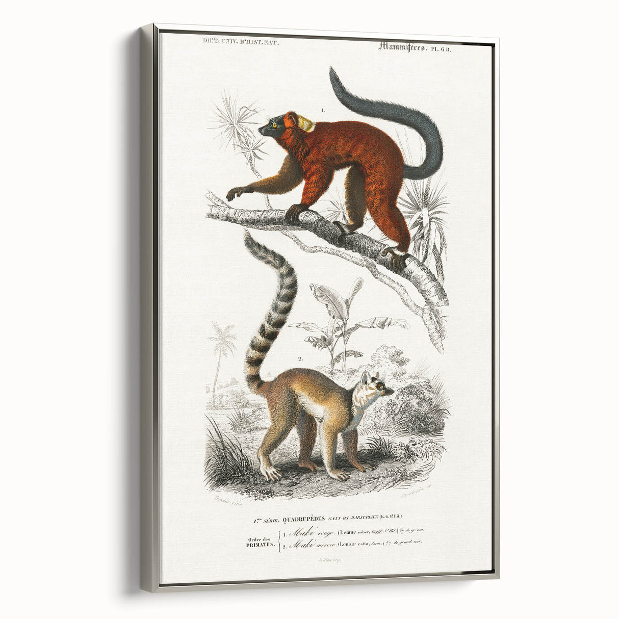Classic Romantic Paintings: Lemurs - Historical Romanticism Canvas