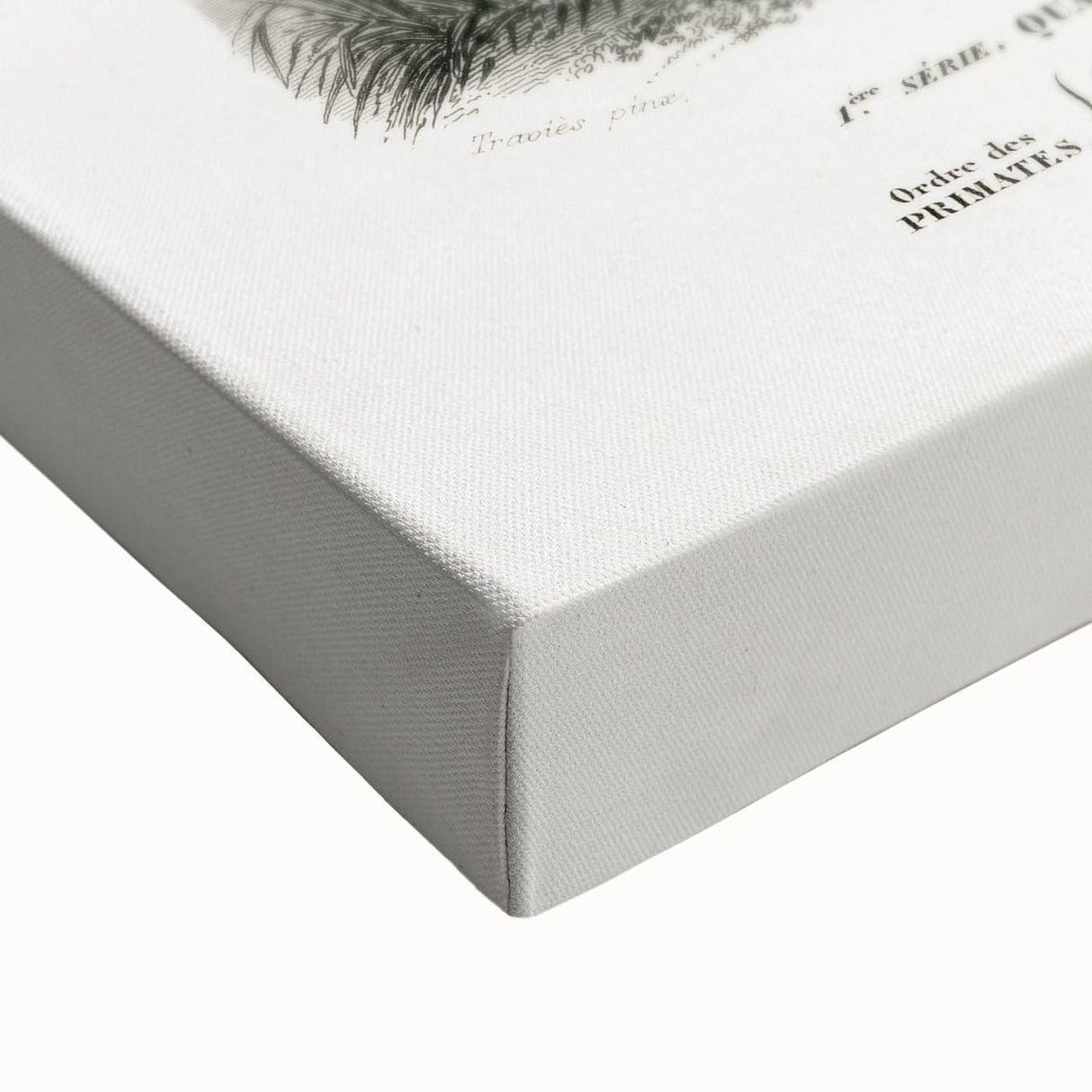 Classic Romantic Paintings: Lemurs - Historical Romanticism Canvas