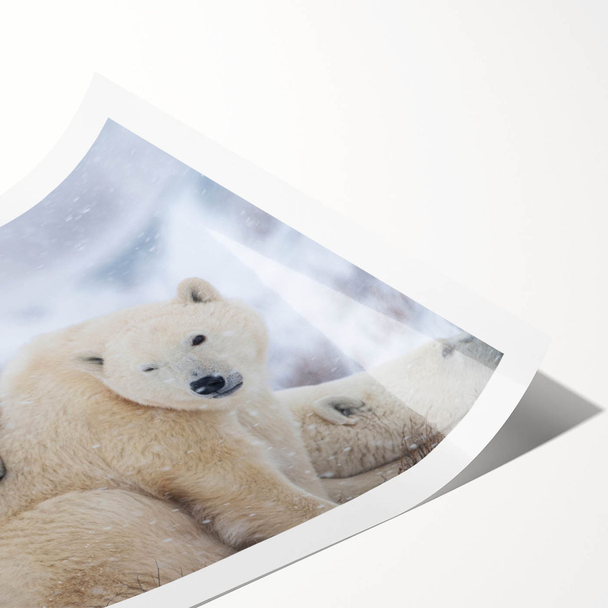 Extra large rolled print of line art flowers in soft pastels, ideal for large living room wall art.