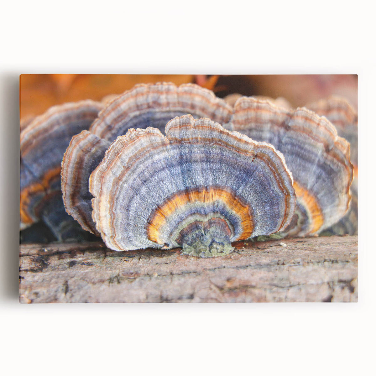 Black and white photograph of Pennsylvania scenery on stretched canvas, ideal for kitchen wall art.