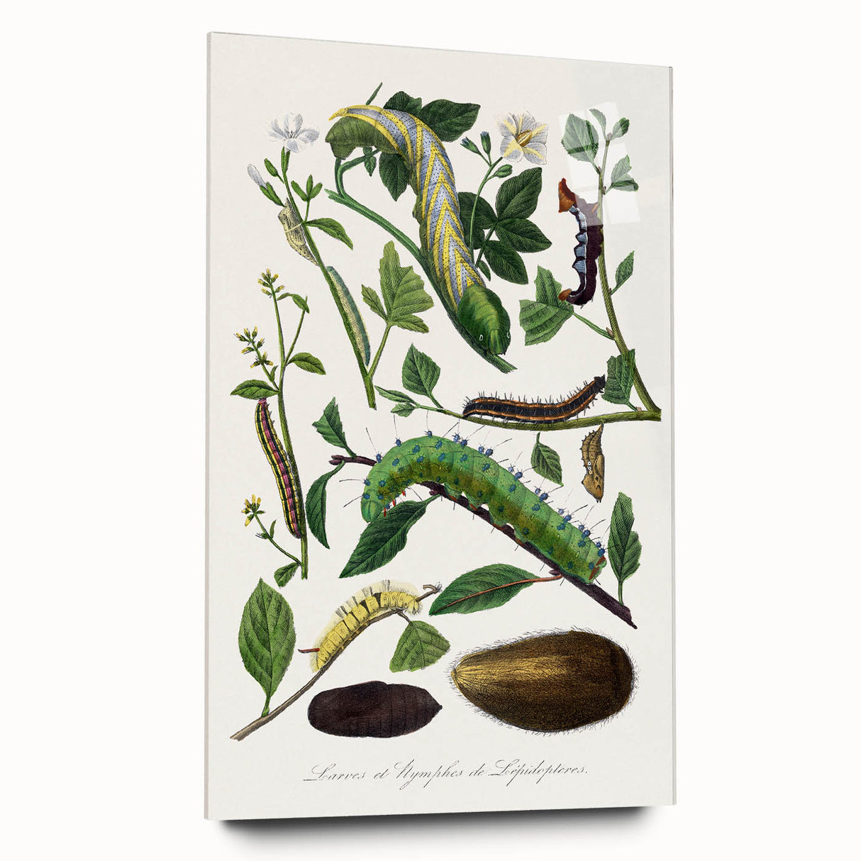 Famous Romantic Era Art - Caterpillar Illustration Canvas Print