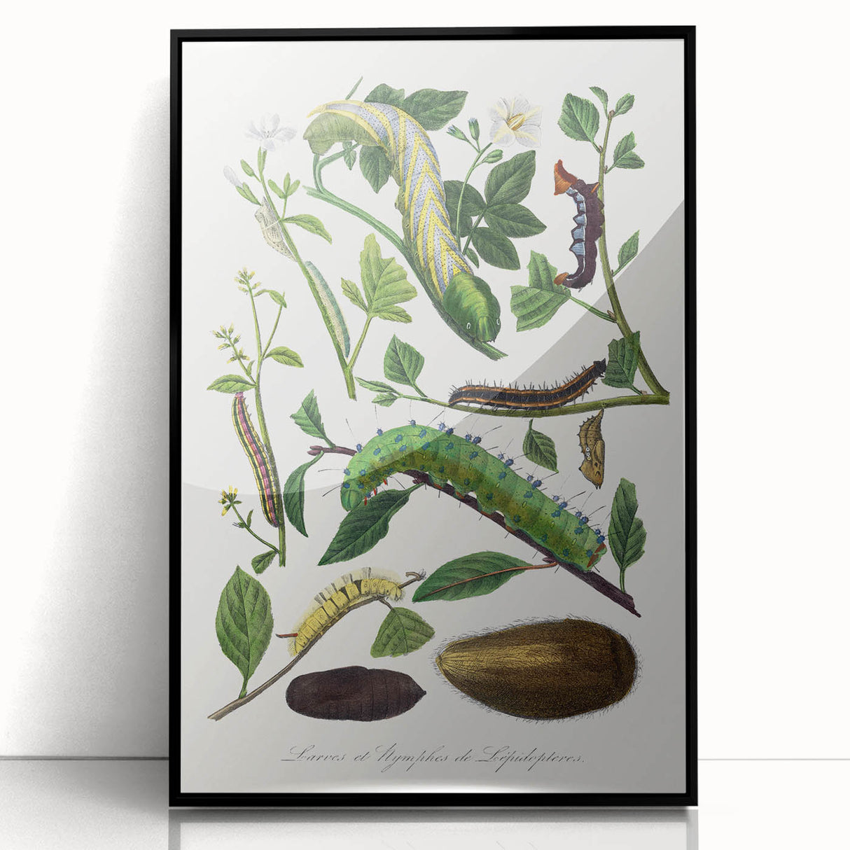 Famous Romantic Era Art - Caterpillar Illustration Canvas Print