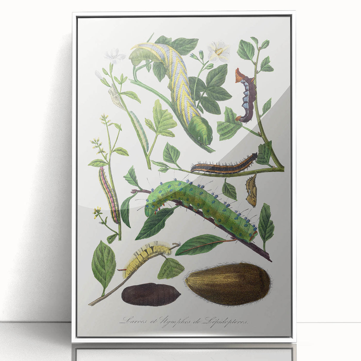 Famous Romantic Era Art - Caterpillar Illustration Canvas Print