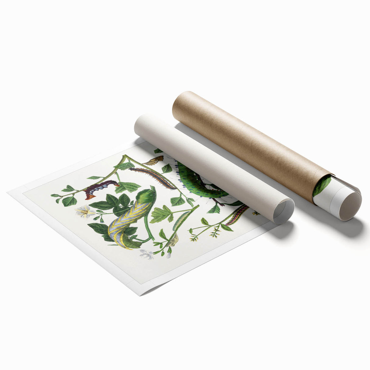 Famous Romantic Era Art - Caterpillar Illustration Canvas Print