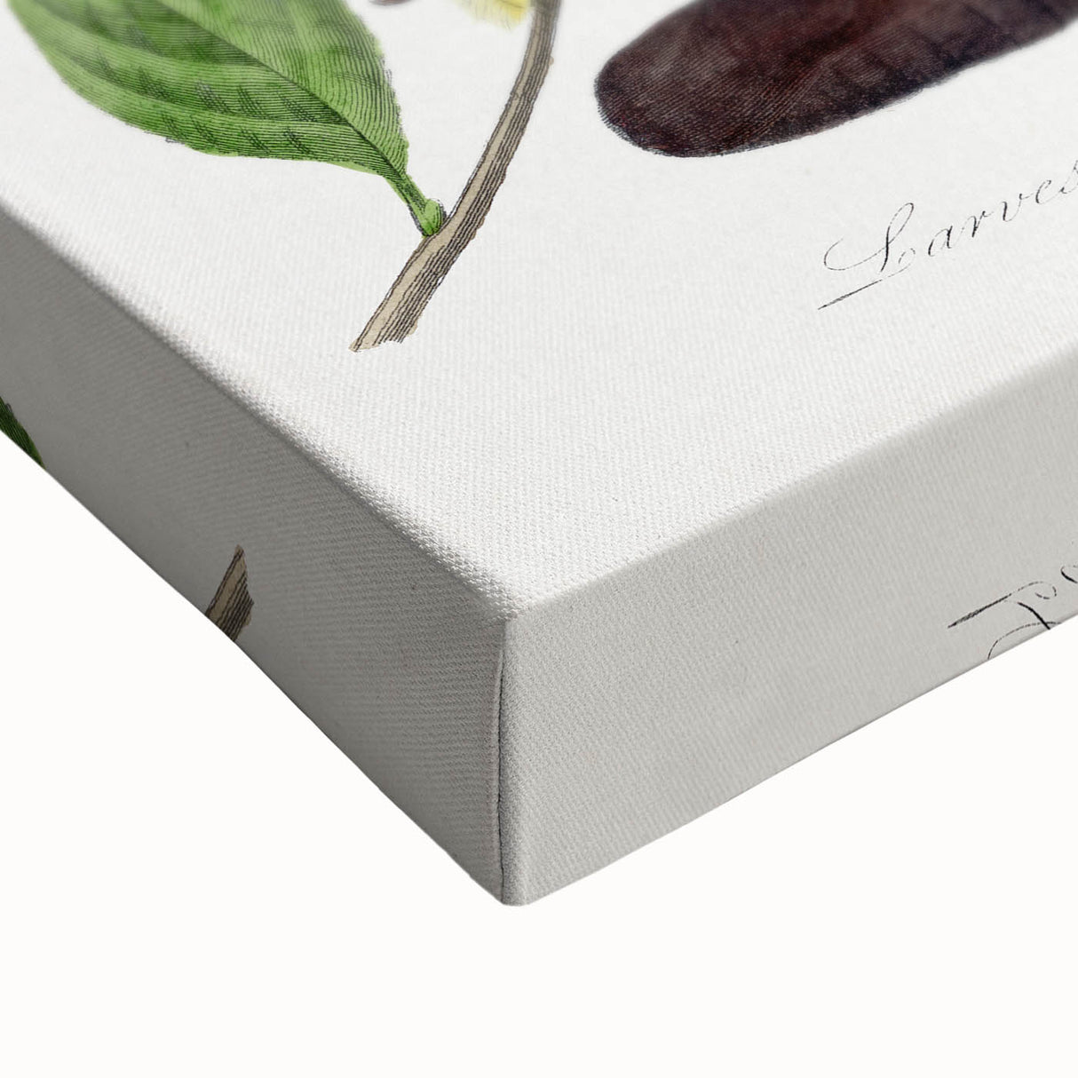 Famous Romantic Era Art - Caterpillar Illustration Canvas Print