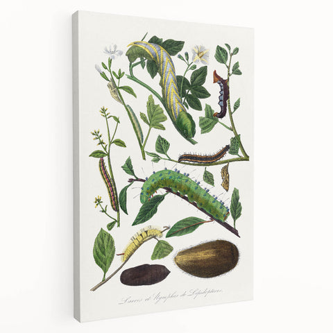 Famous Romantic Era Art - Caterpillar Illustration Canvas Print