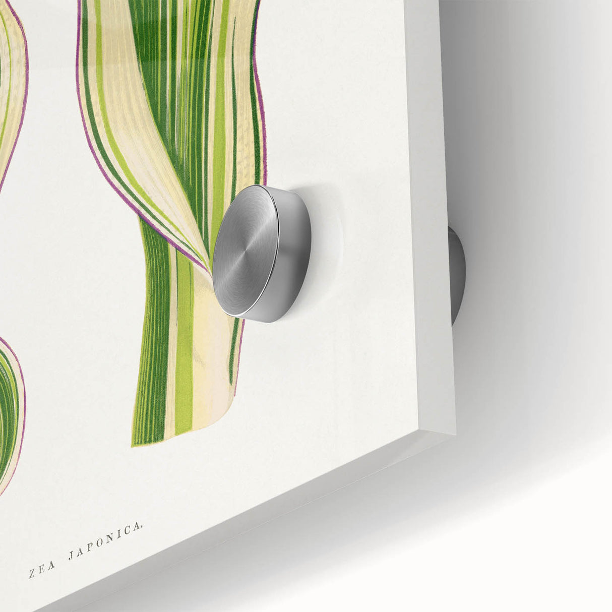 Historical Romanticism Canvas: Green Zea Japonica - Classic Art Prints