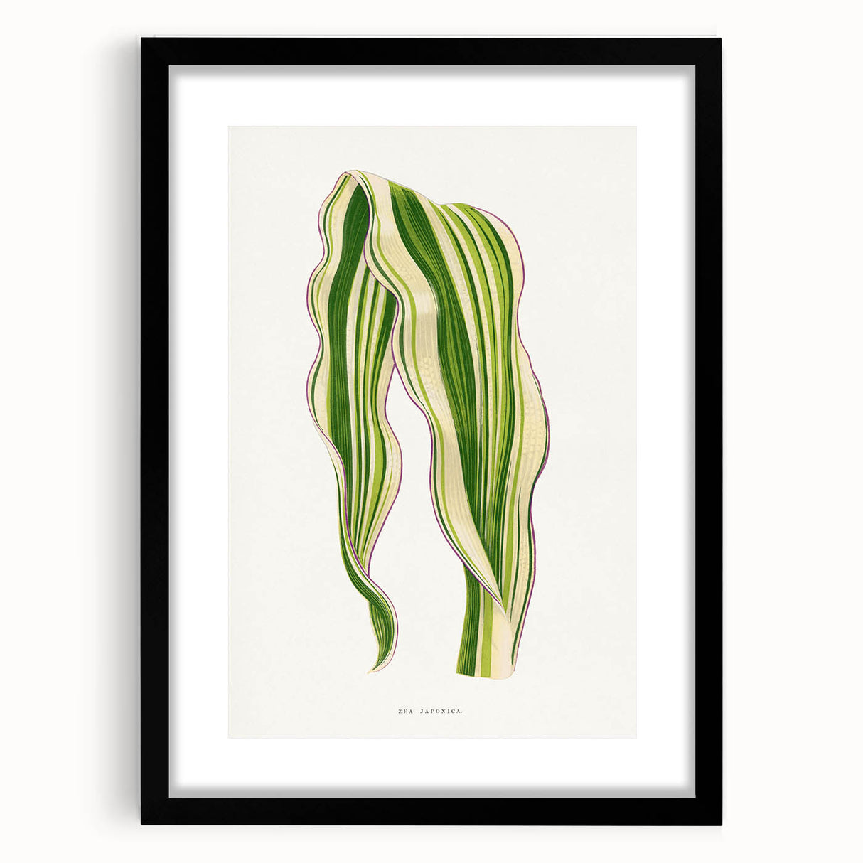 Historical Romanticism Canvas: Green Zea Japonica - Classic Art Prints