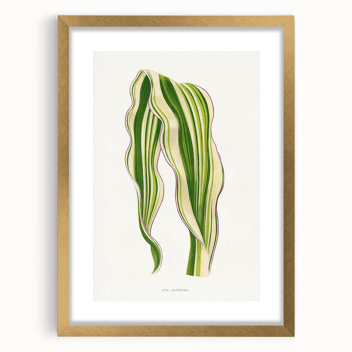 Historical Romanticism Canvas: Green Zea Japonica - Classic Art Prints