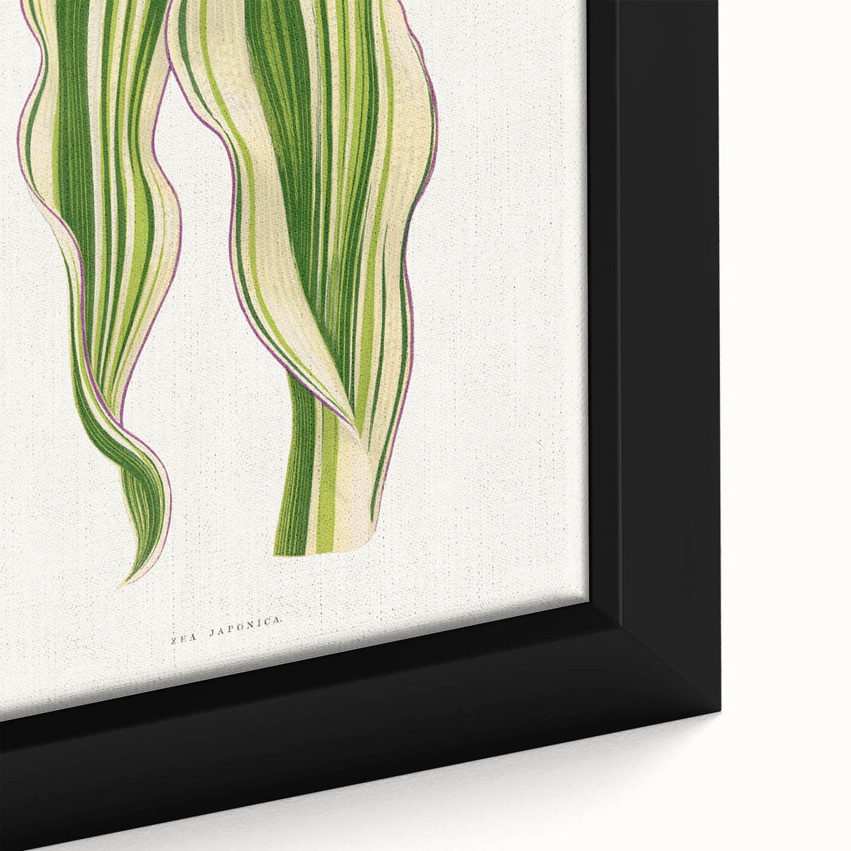 Historical Romanticism Canvas: Green Zea Japonica - Classic Art Prints