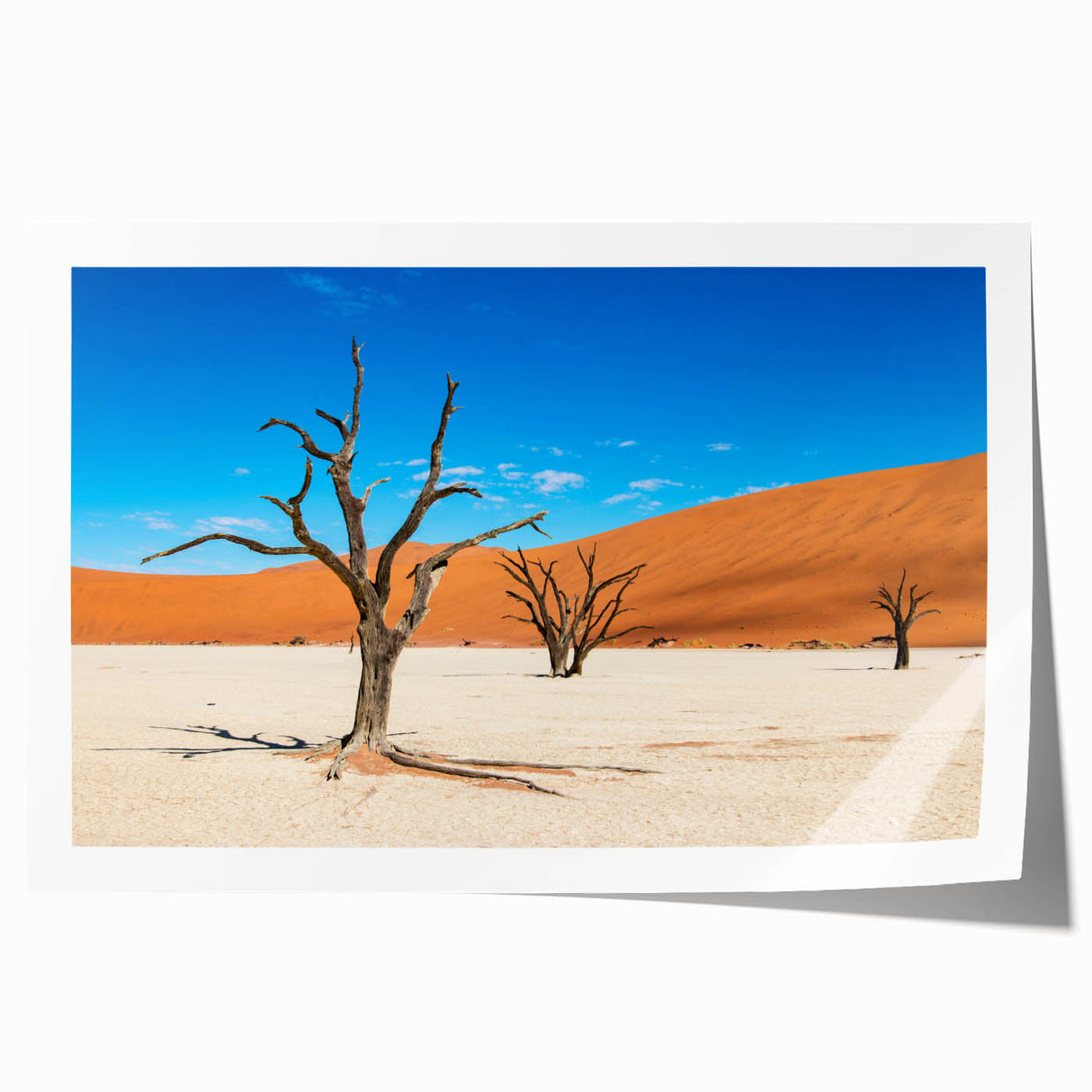 Extra large wall art depicting line art flowers in black and white, ideal for large living room wall decor.