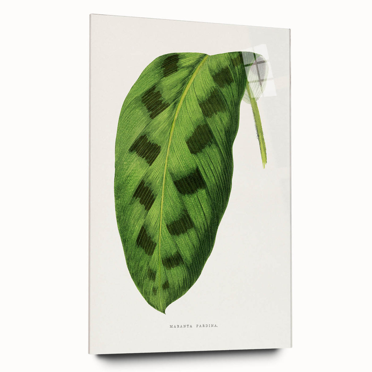 Classic Romantic Era Art: Green Maranta Leaf Illustration Print