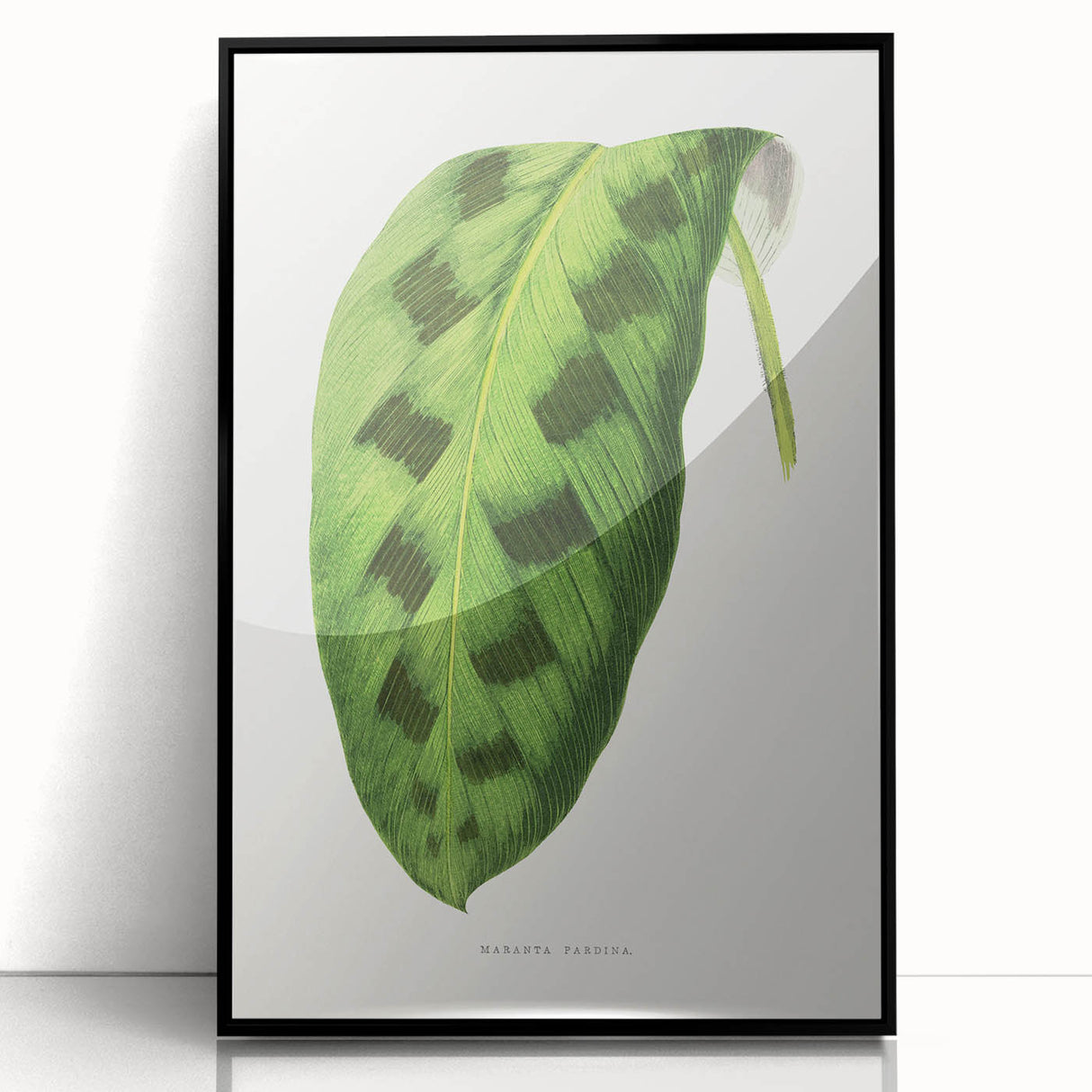 Classic Romantic Era Art: Green Maranta Leaf Illustration Print