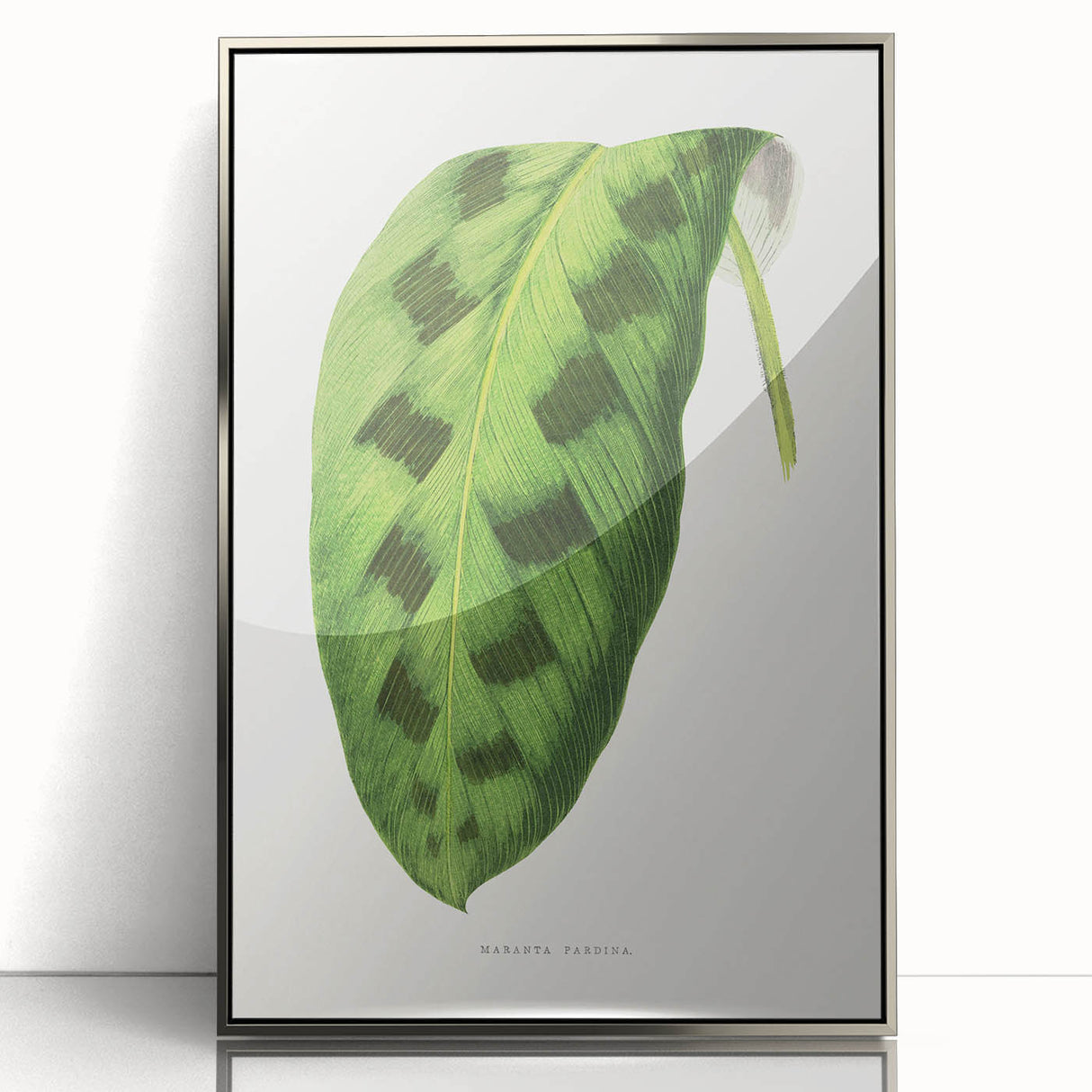 Classic Romantic Era Art: Green Maranta Leaf Illustration Print