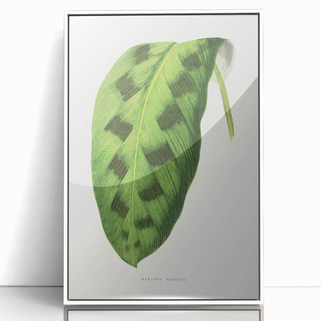 Classic Romantic Era Art: Green Maranta Leaf Illustration Print