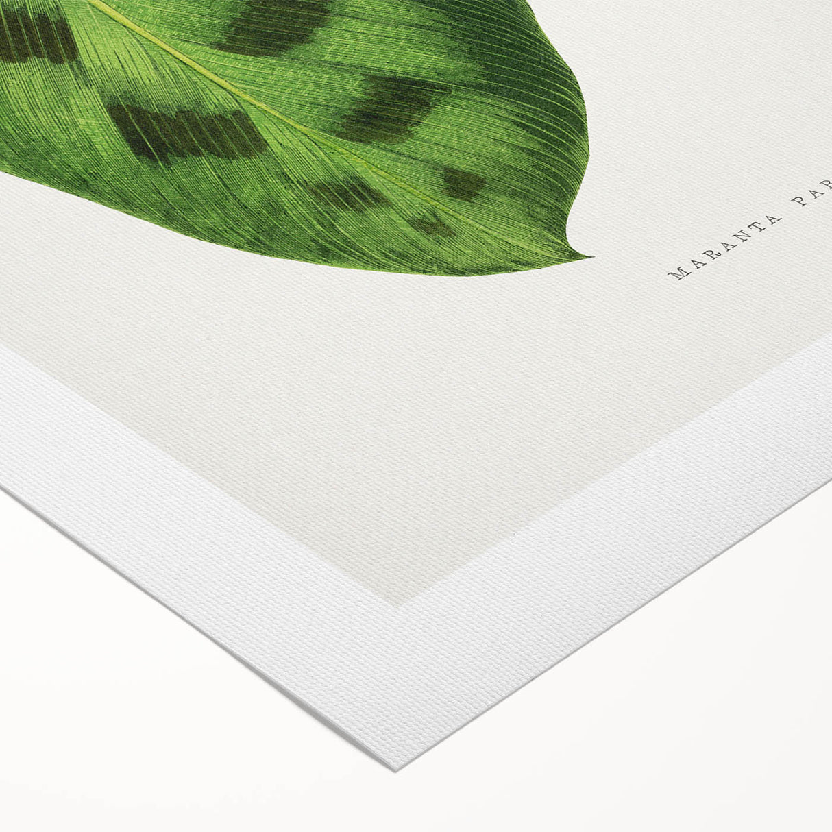 Classic Romantic Era Art: Green Maranta Leaf Illustration Print