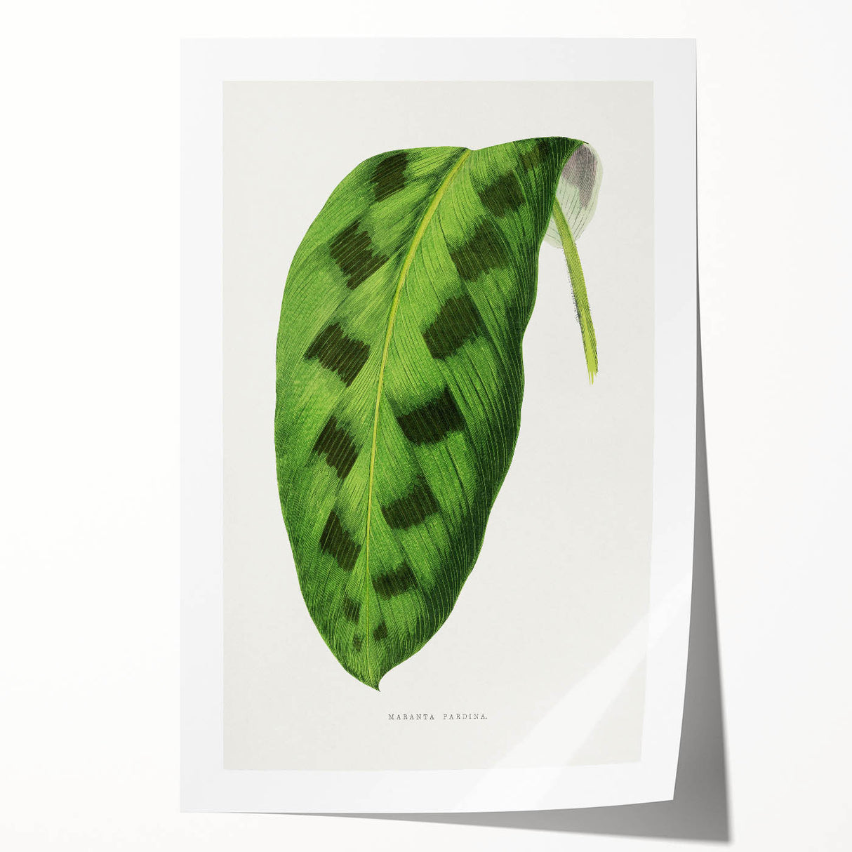 Classic Romantic Era Art: Green Maranta Leaf Illustration Print
