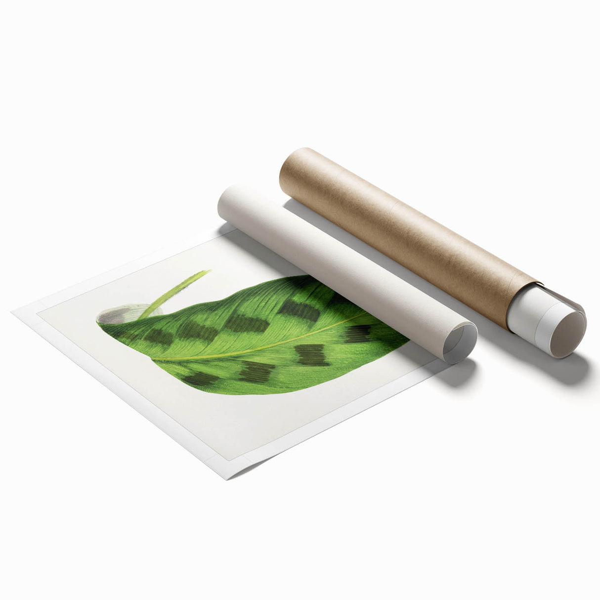 Classic Romantic Era Art: Green Maranta Leaf Illustration Print