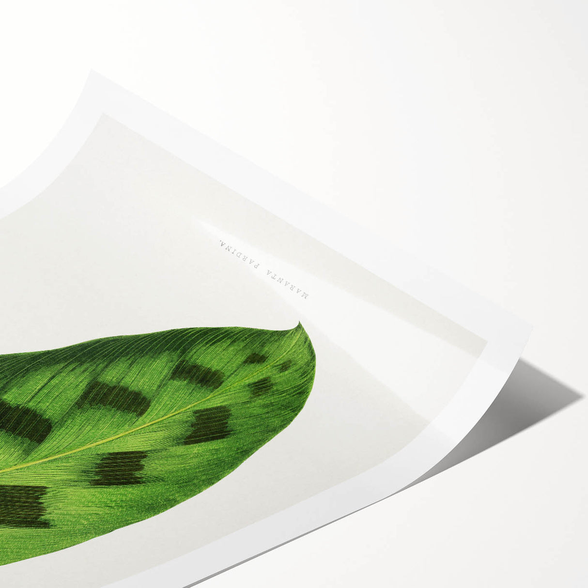 Classic Romantic Era Art: Green Maranta Leaf Illustration Print