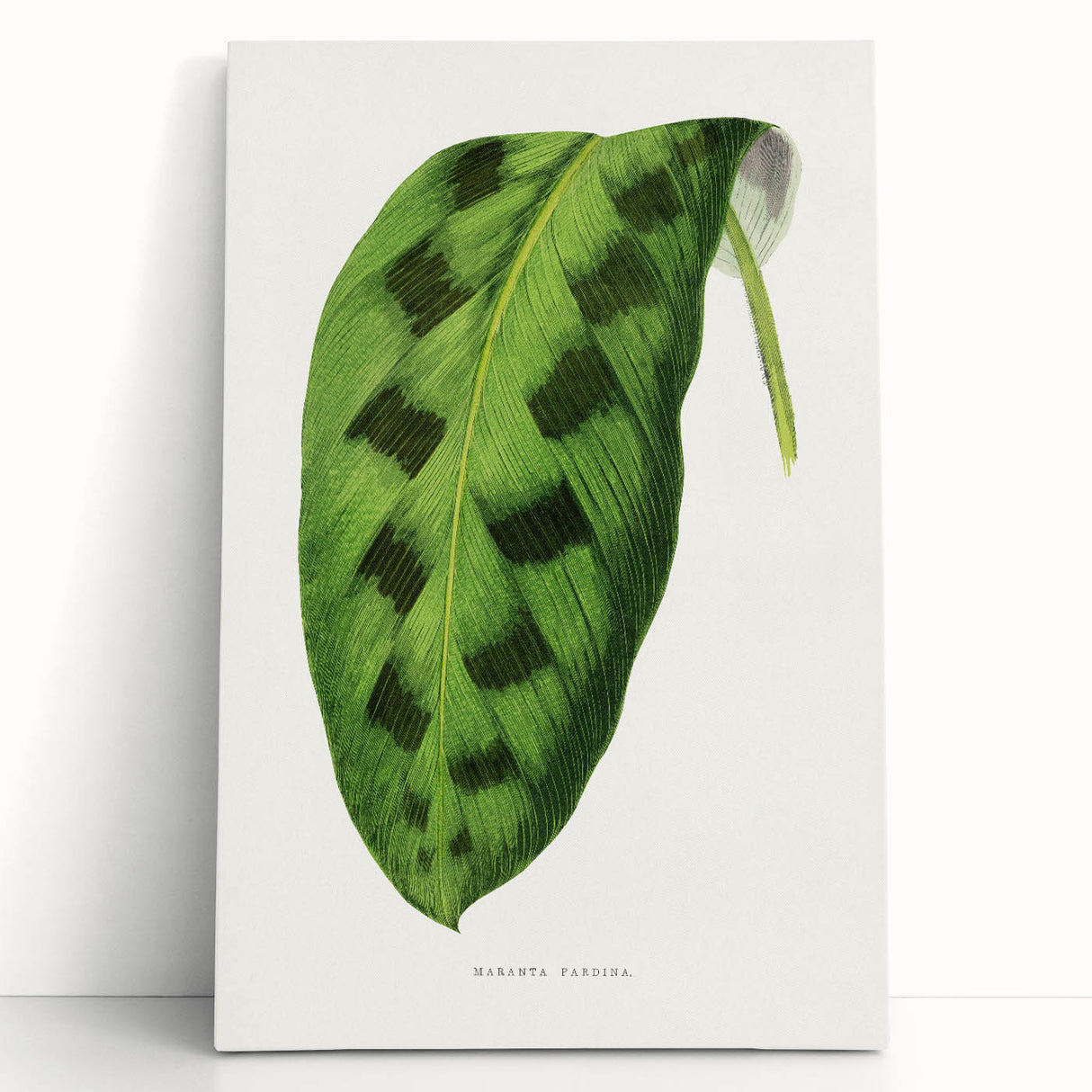 Classic Romantic Era Art: Green Maranta Leaf Illustration Print