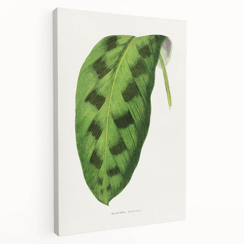 Classic Romantic Era Art: Green Maranta Leaf Illustration Print