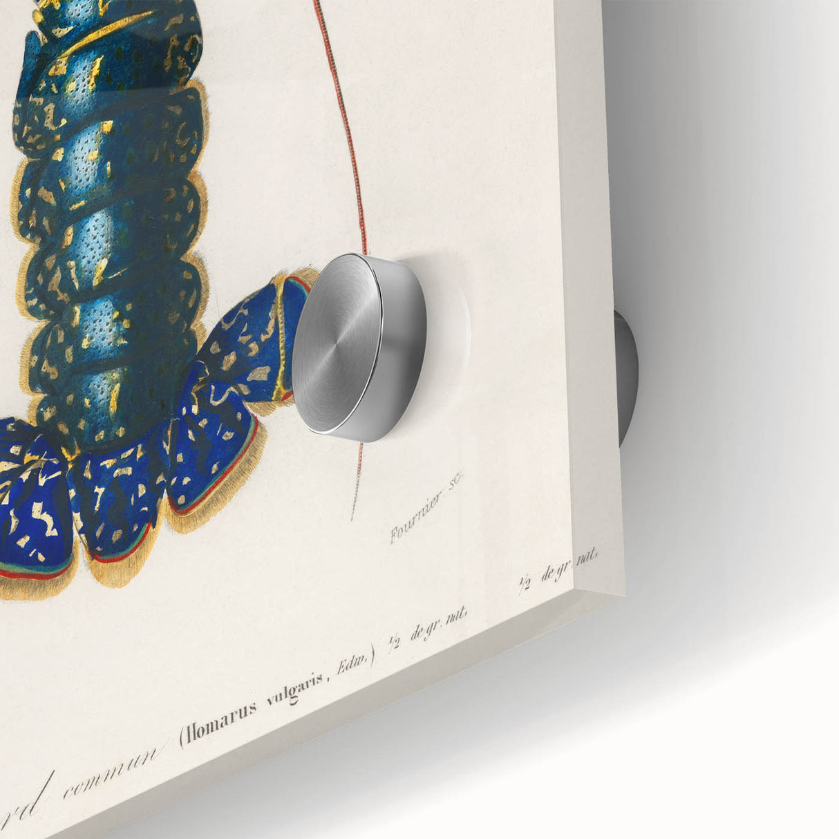 Romantic Era Art: Blue Lobster Illustration by Charles Dessalines d’Orbigny