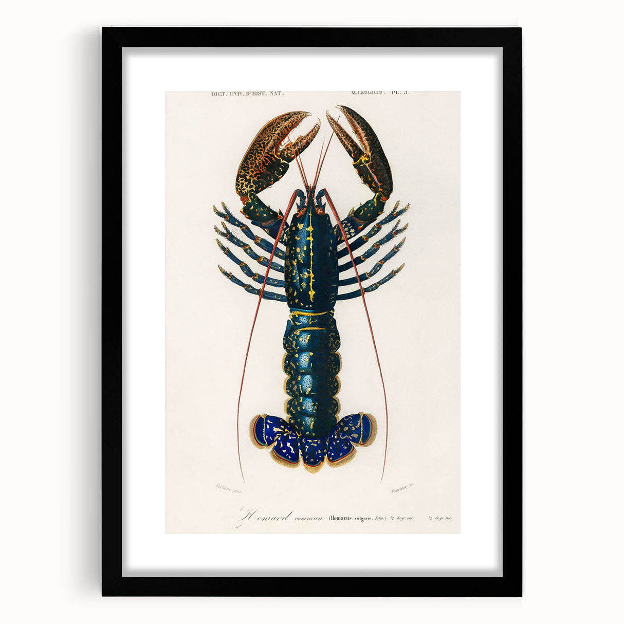 Romantic Era Art: Blue Lobster Illustration by Charles Dessalines d’Orbigny