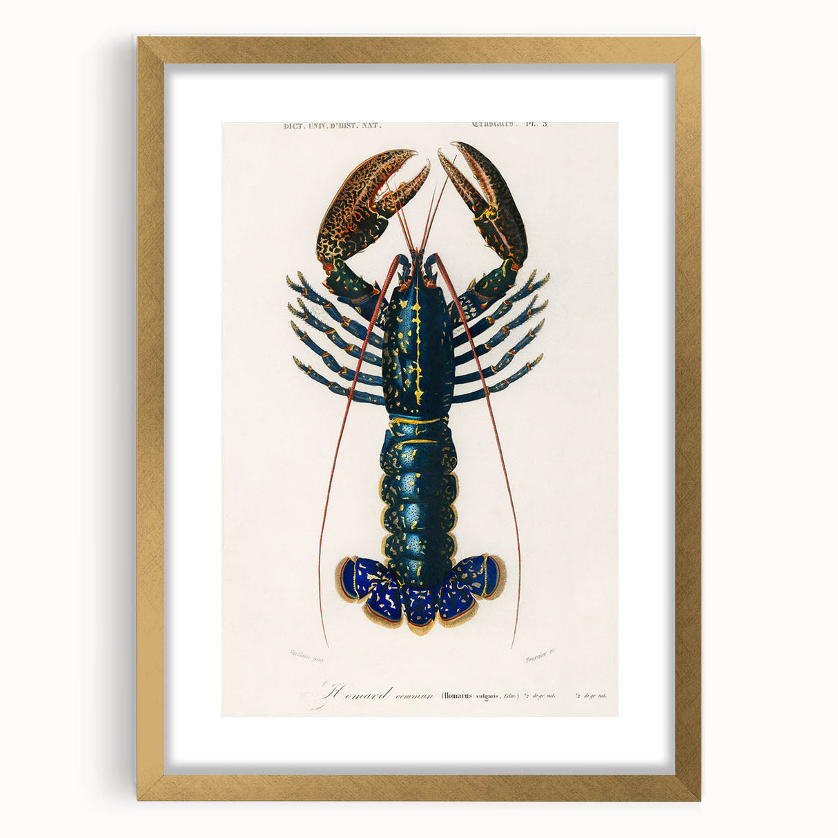 Romantic Era Art: Blue Lobster Illustration by Charles Dessalines d’Orbigny