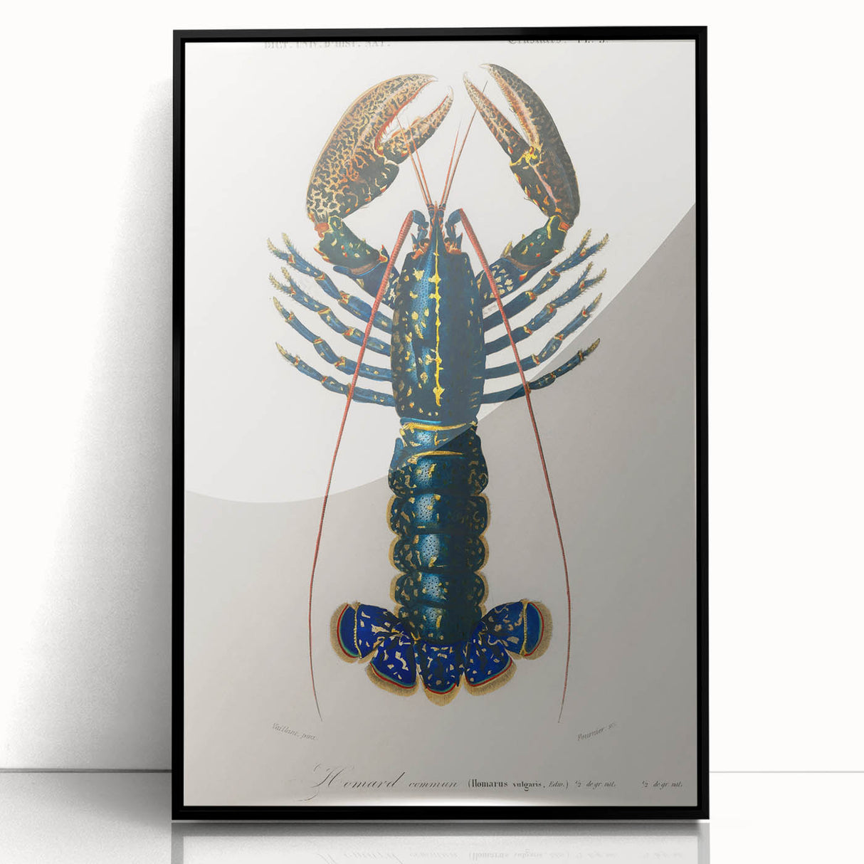 Romantic Era Art: Blue Lobster Illustration by Charles Dessalines d’Orbigny