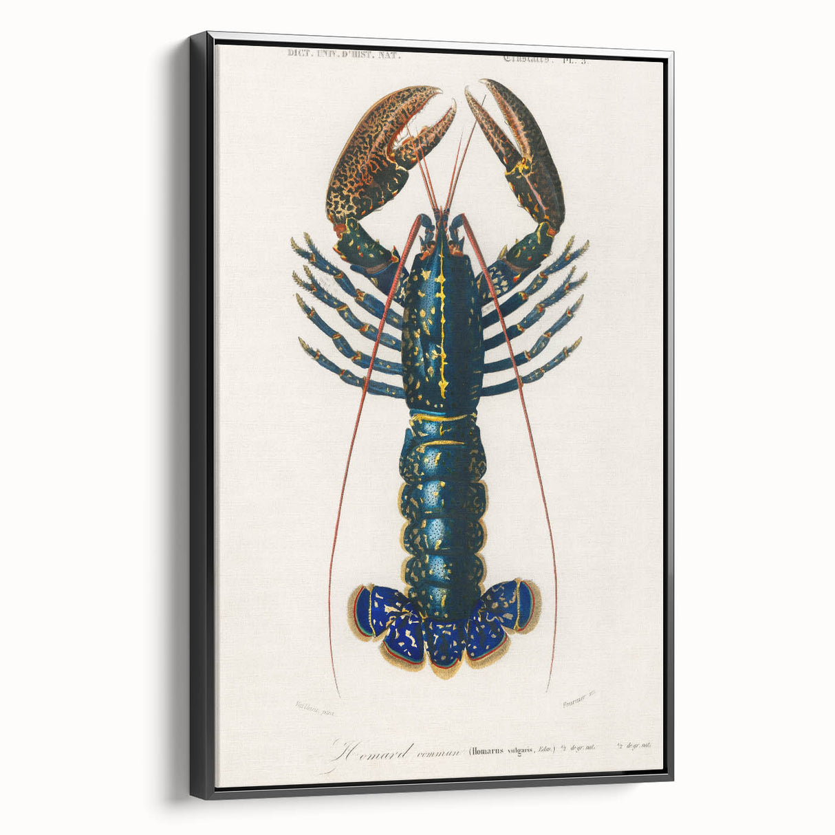 Romantic Era Art: Blue Lobster Illustration by Charles Dessalines d’Orbigny
