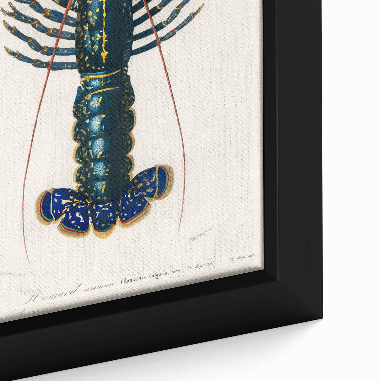 Romantic Era Art: Blue Lobster Illustration by Charles Dessalines d’Orbigny