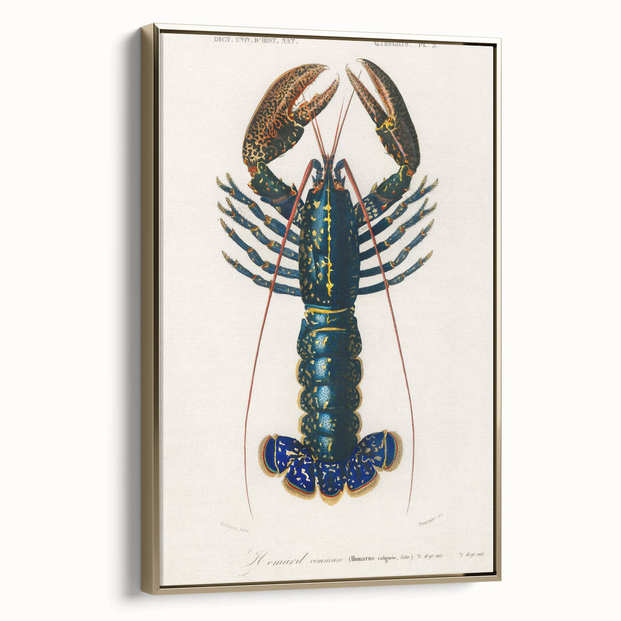 Romantic Era Art: Blue Lobster Illustration by Charles Dessalines d’Orbigny
