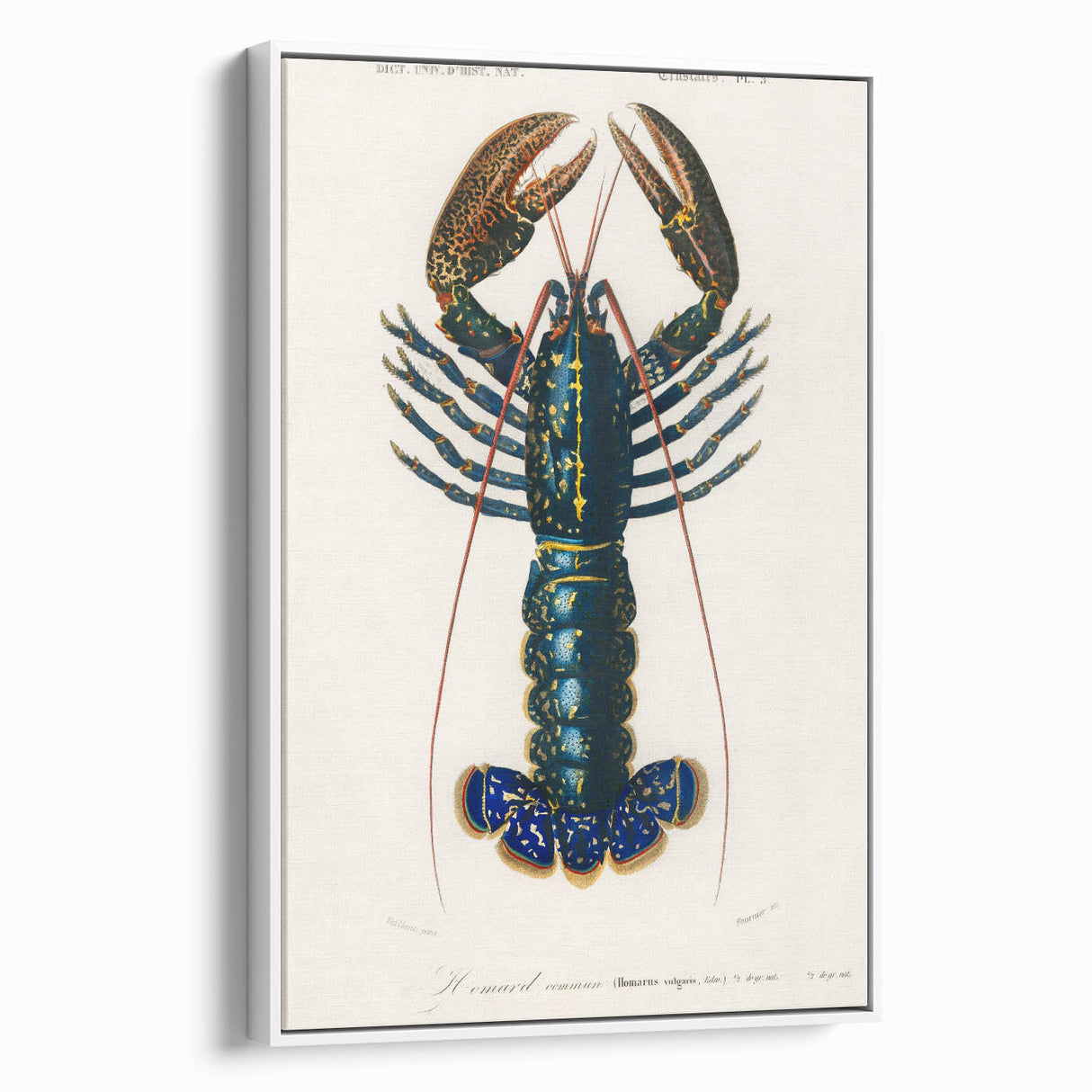 Romantic Era Art: Blue Lobster Illustration by Charles Dessalines d’Orbigny