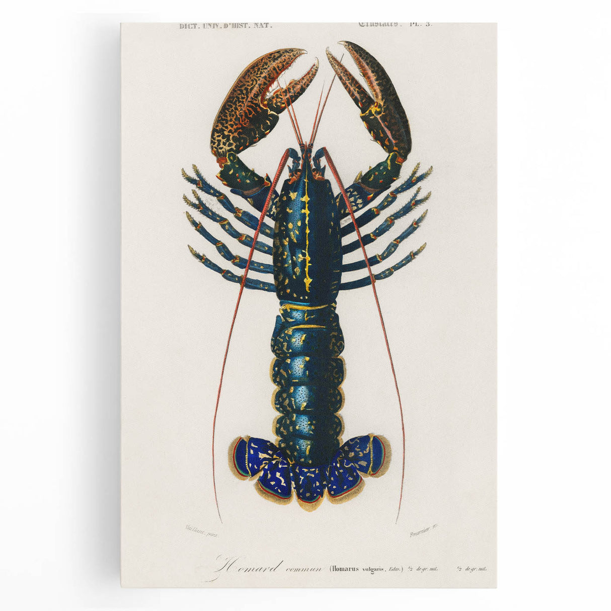 Romantic Era Art: Blue Lobster Illustration by Charles Dessalines d’Orbigny
