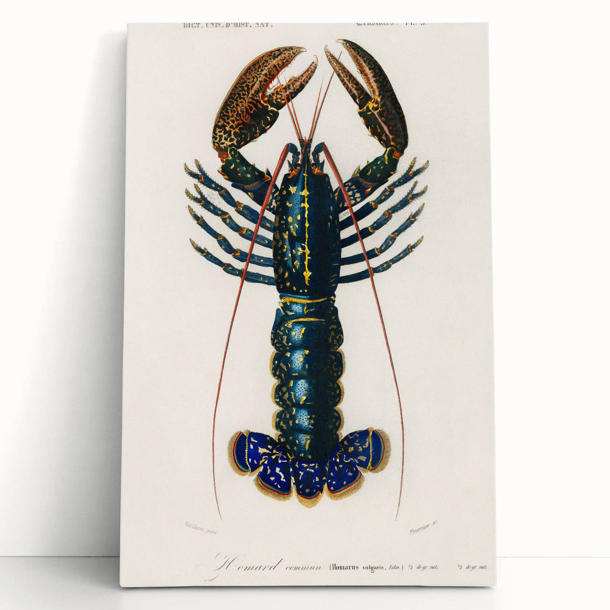 Romantic Era Art: Blue Lobster Illustration by Charles Dessalines d’Orbigny
