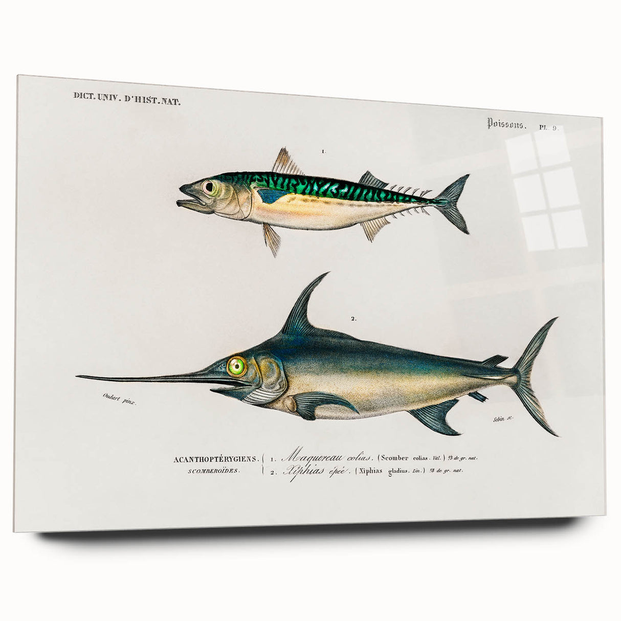 Romantic Era Art: Fish Illustrations by Charles Dessalines d’Orbigny