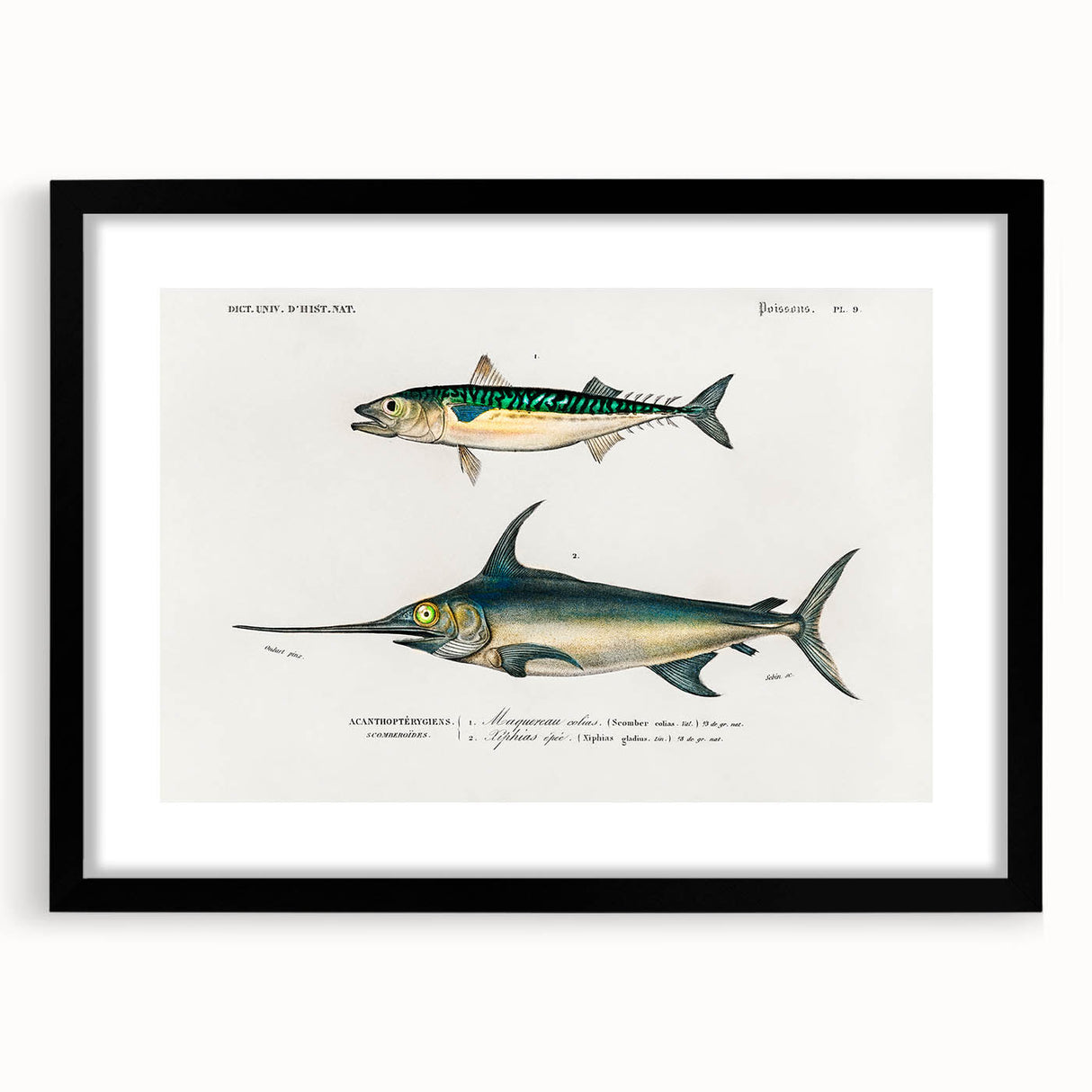 Romantic Era Art: Fish Illustrations by Charles Dessalines d’Orbigny