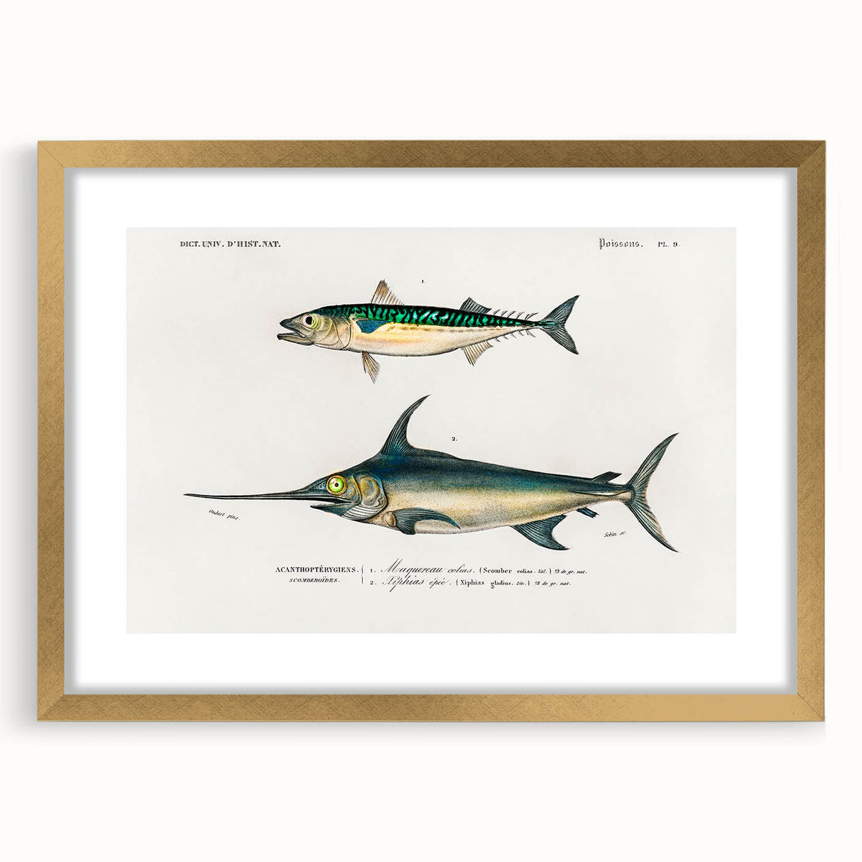 Romantic Era Art: Fish Illustrations by Charles Dessalines d’Orbigny