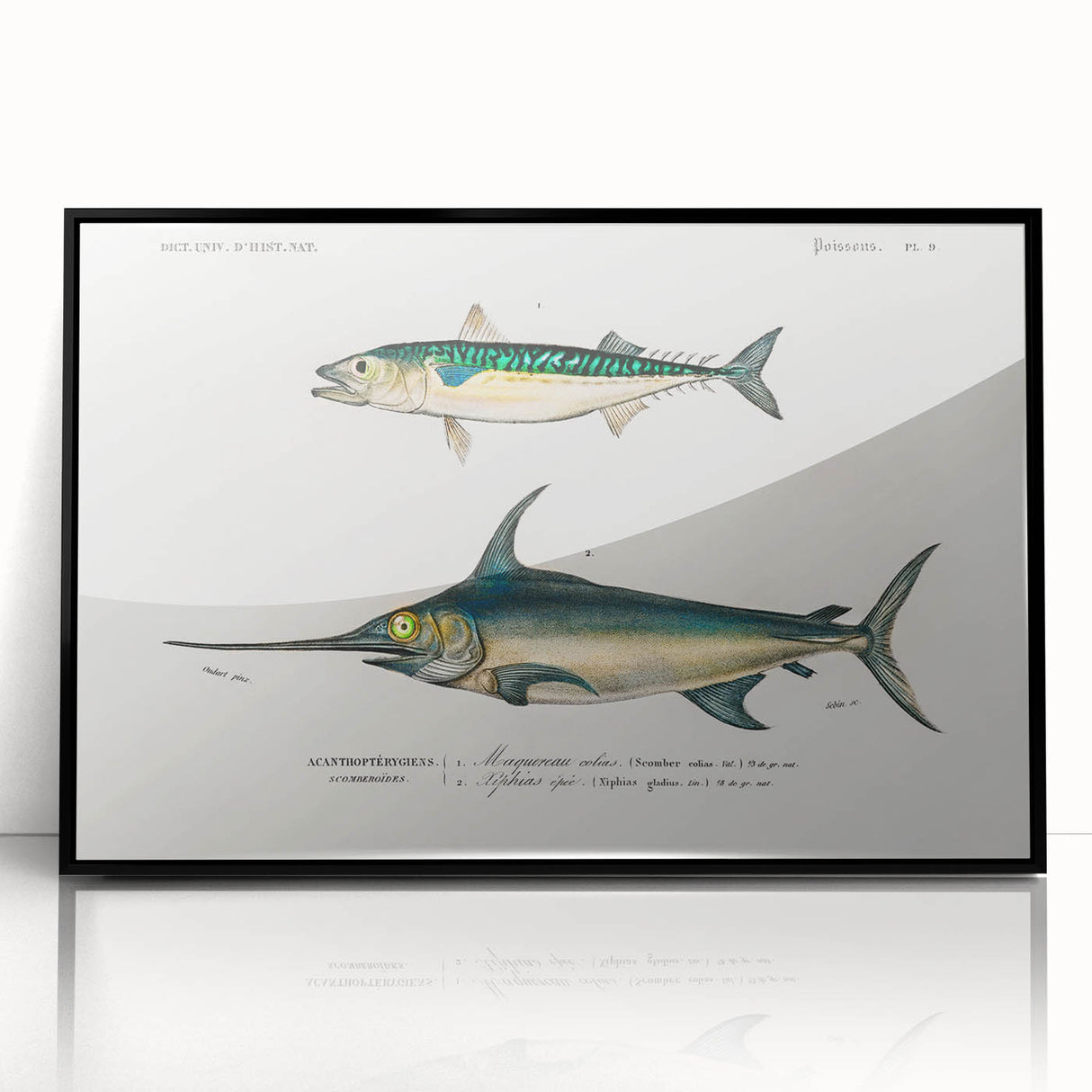 Romantic Era Art: Fish Illustrations by Charles Dessalines d’Orbigny