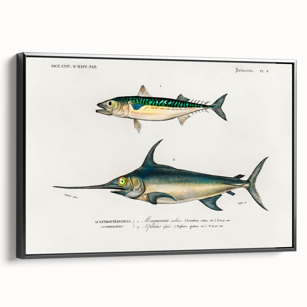 Romantic Era Art: Fish Illustrations by Charles Dessalines d’Orbigny